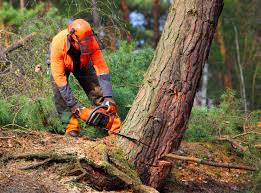 Louisa, KY Tree Care  Company